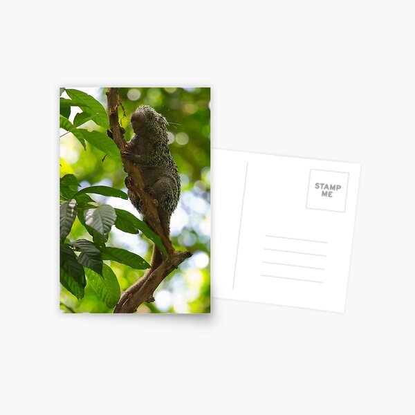 Porcupine Postcard
