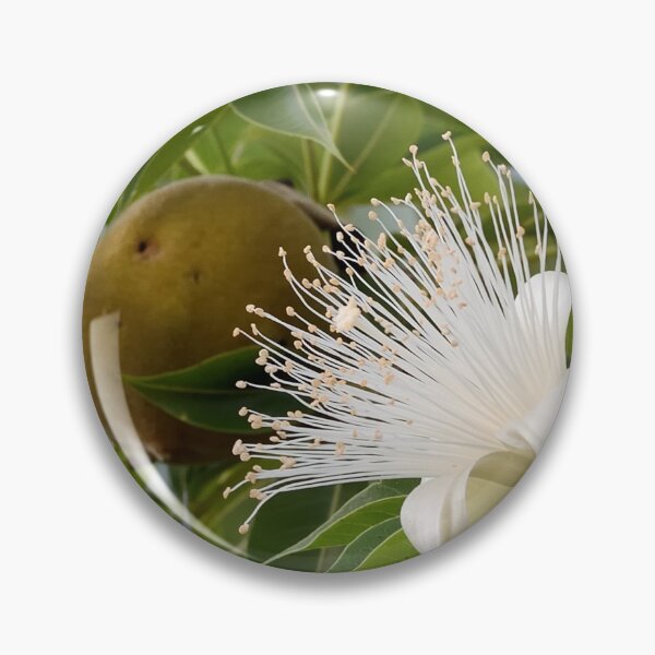 Item preview, Boab, the flower and the nut by Kevin Smith designed and sold by RockpoolBroome.