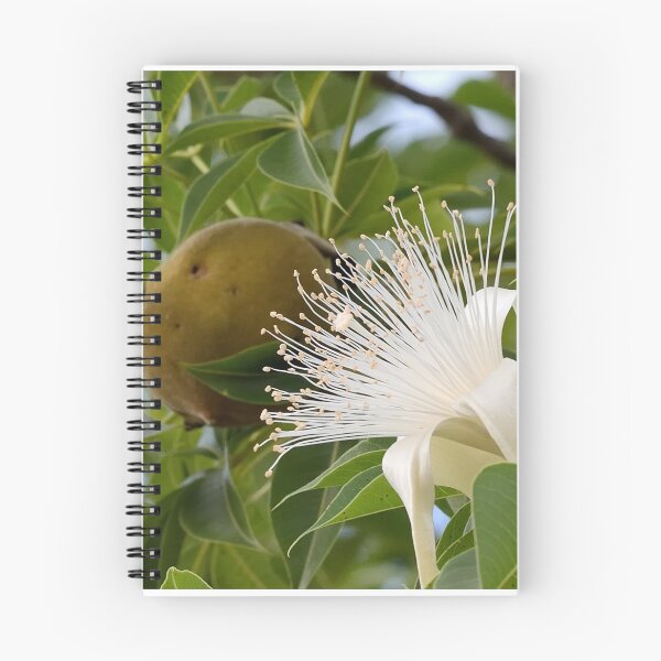 Item preview, Boab, the flower and the nut by Kevin Smith designed and sold by RockpoolBroome.