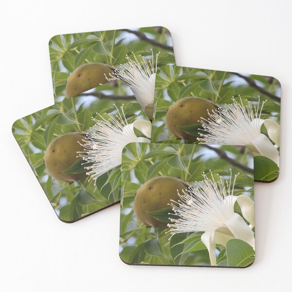 Item preview, Boab, the flower and the nut by Kevin Smith designed and sold by RockpoolBroome.