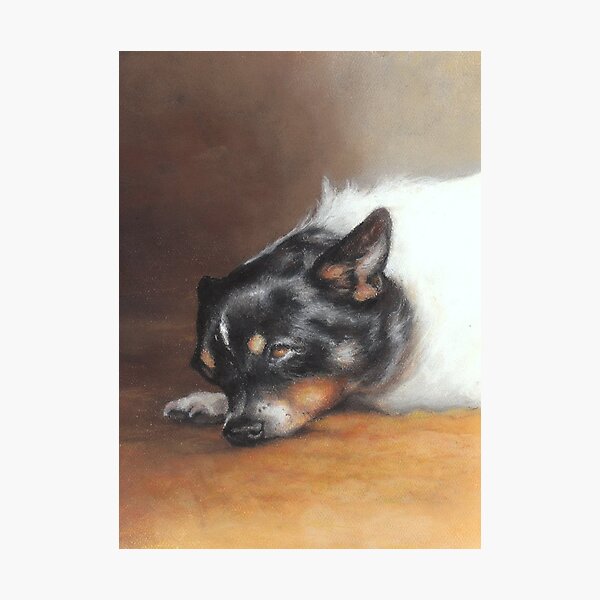 Boo in the Morning Sun Photographic Print