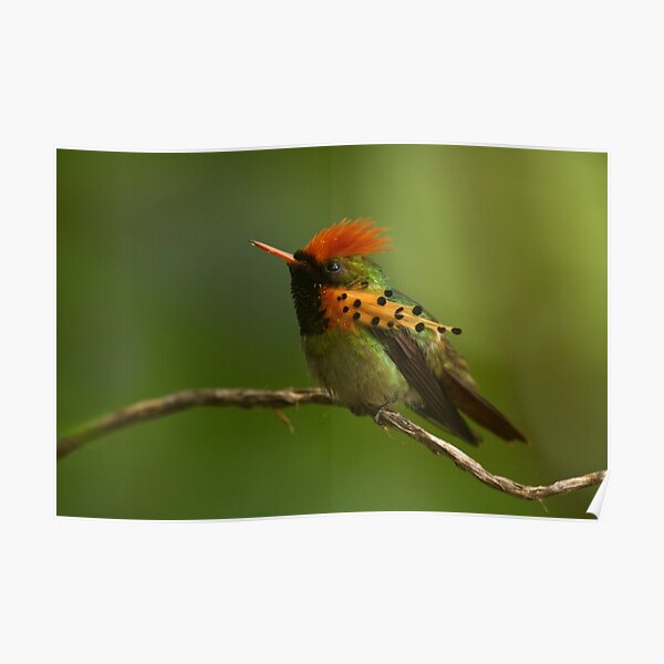 Tufted Coquette Poster