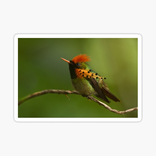 Tufted Coquette Sticker