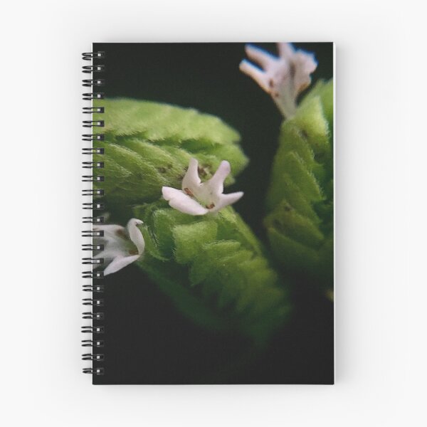 Item preview, Oregano designed and sold by umeimages.