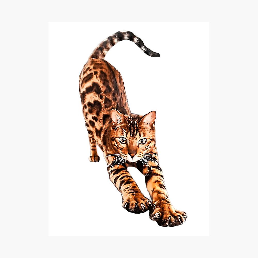 Bengal Cat Stretching 