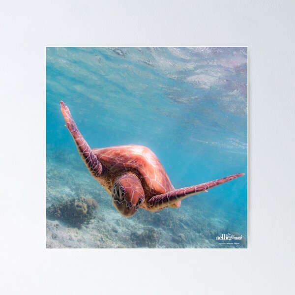 Item preview, Green sea turtle Lady Elliot Island Queensland Australia  designed and sold by Sandra Boles.