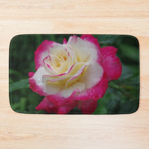 Item preview, Double Delight Rose - Red and cream beauty designed and sold by rvjames.