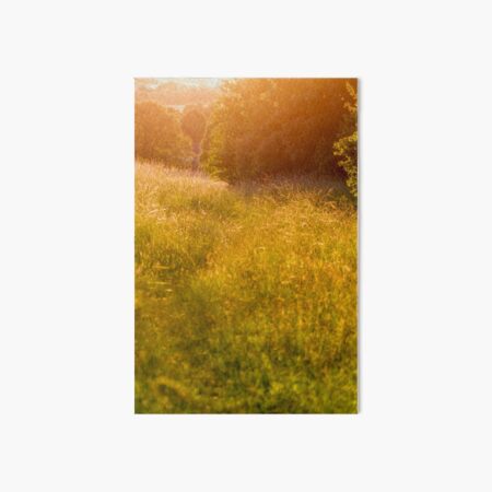 Golden meadow afternoon Art Board Print