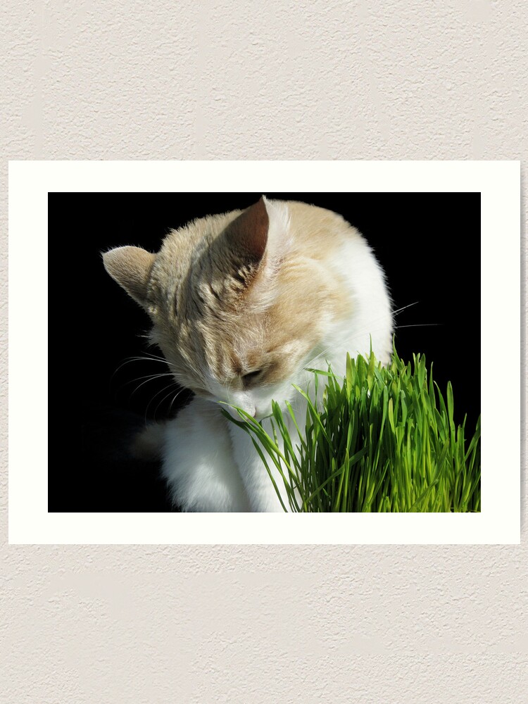 Alternate view of A Treat Art Print