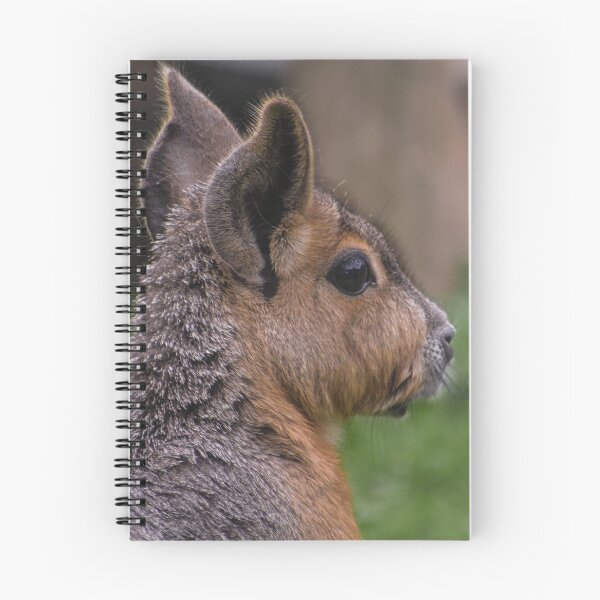 Item preview, Patagonian Mara designed and sold by KcsArt87.