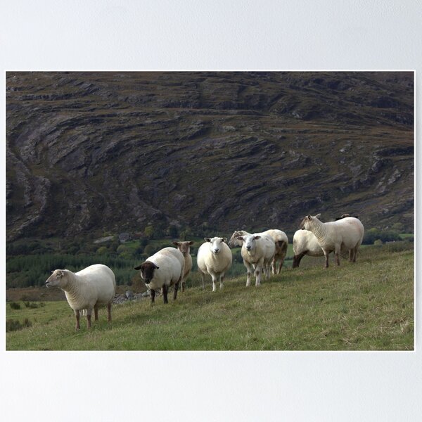 Item preview, Baaa.. designed and sold by CliveOnBeara.
