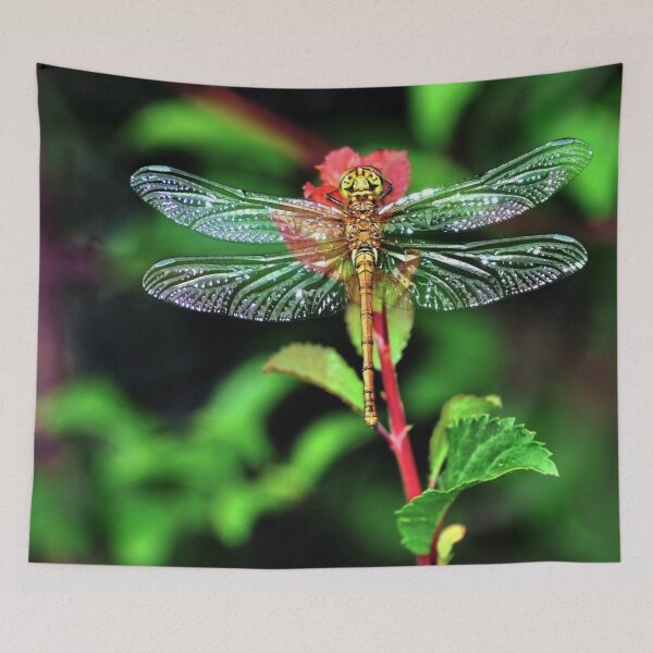 Item preview, Dragonfly Jewel Wildlife Photograph designed and sold by John Hodges.