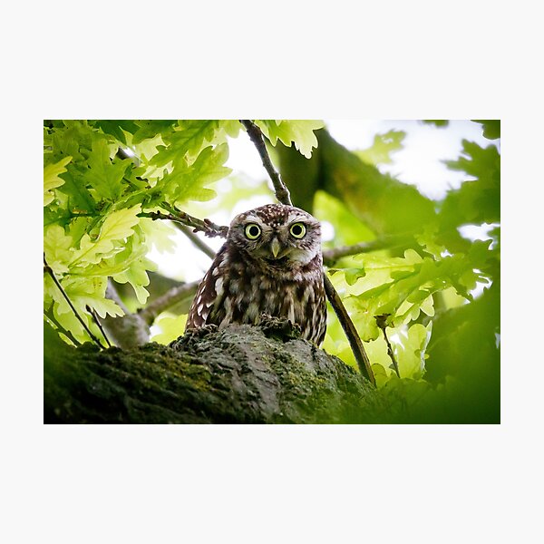Little Owl Photographic Print
