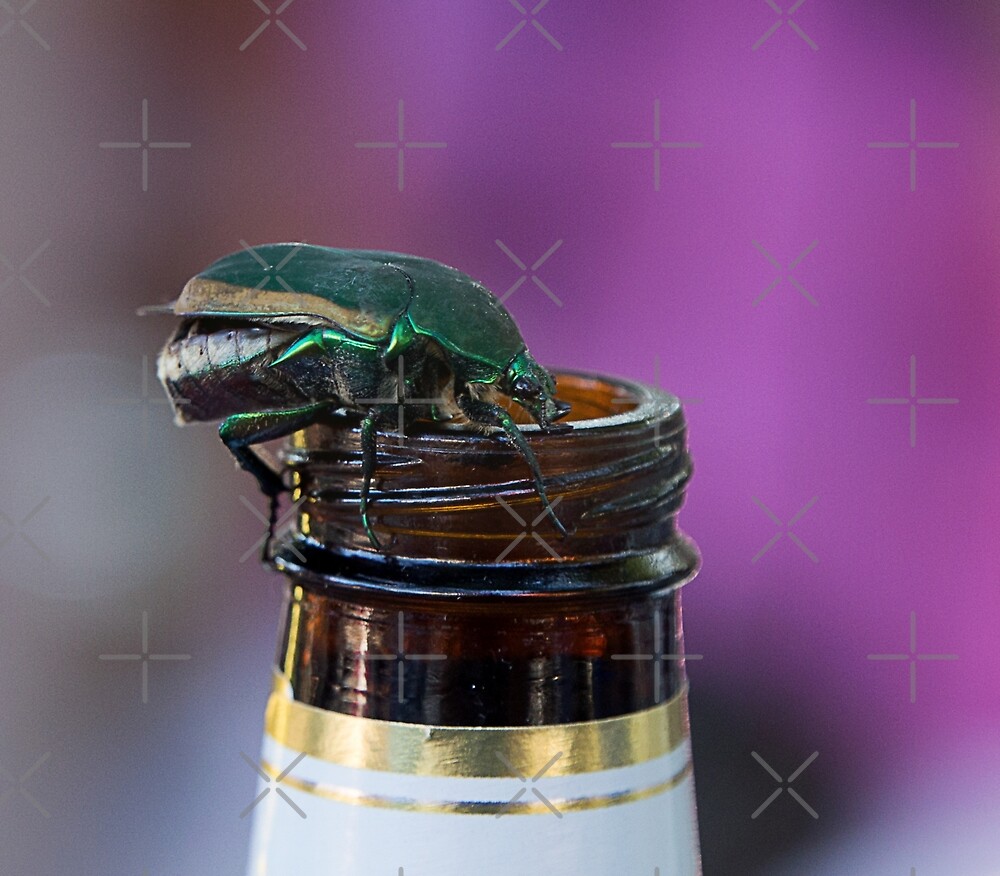"Beer Bottle Beetle" by CarolM Redbubble