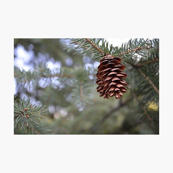 Item preview, Pretty Pine Cones designed and sold by Mina Arts Apparently.