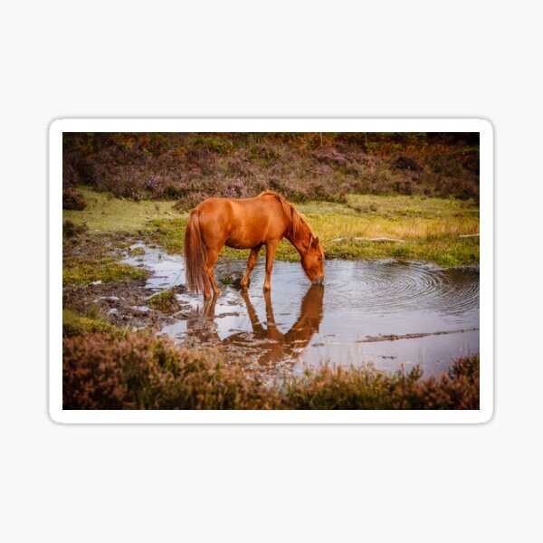Item preview, New Forest pony at waterhole with reflection designed and sold by OwlOccasions.
