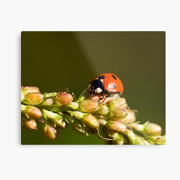 ladybird gifts for adults