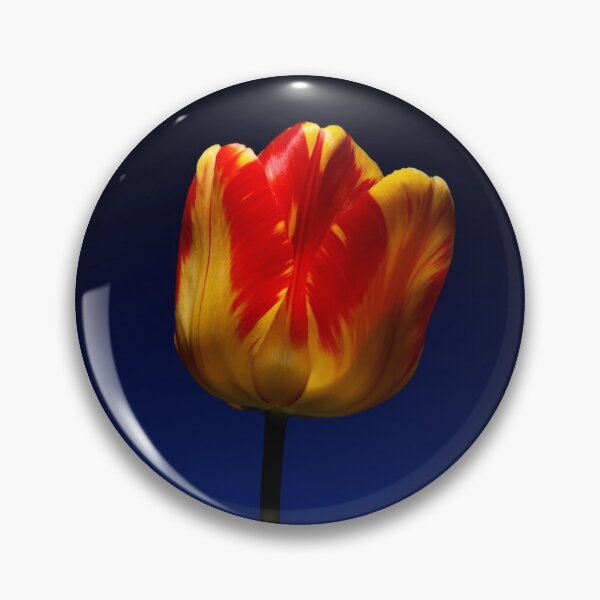 Item preview, A single beautiful variegated yellow and red tulip designed and sold by Phillip Thornton.