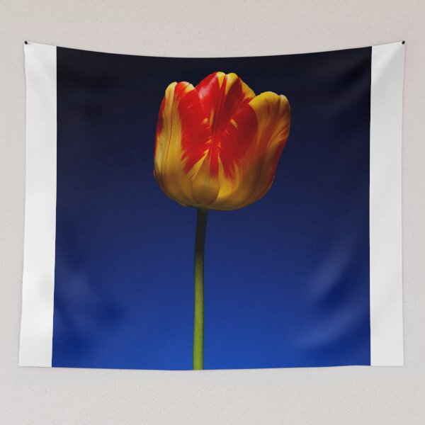 Item preview, A single beautiful variegated yellow and red tulip designed and sold by Phillip Thornton.