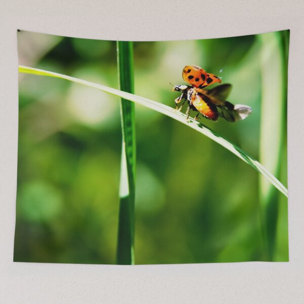 Item preview, Ladybird Wildlife Photography designed and sold by John Hodges.
