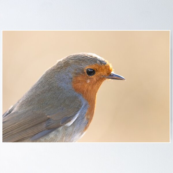 Robin with white feather Poster