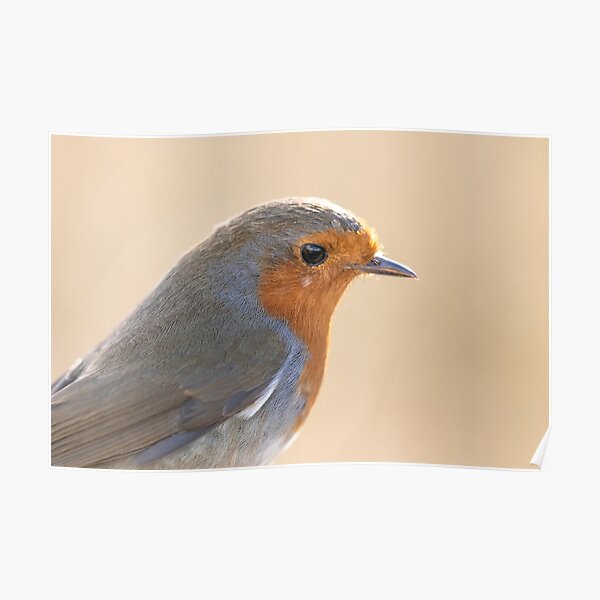 Robin with white feather Poster