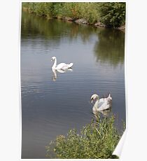 Swans on lake Poster