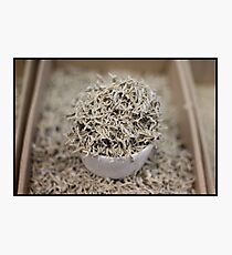 Anchovies in Korea Photographic Print