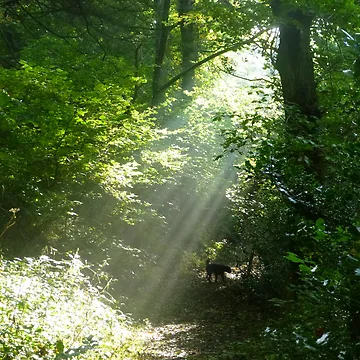 Artwork thumbnail, Sun Rays by suemac