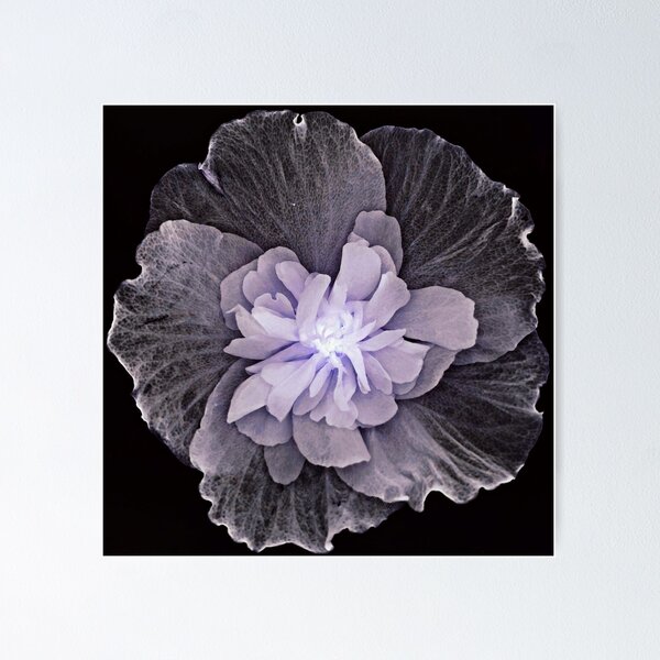 Item preview, POWER FLOWER sternedi collection 1 designed and sold by sternedi.