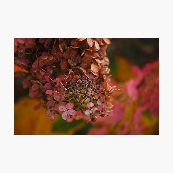 Autumn Hydrangea Photographic Print