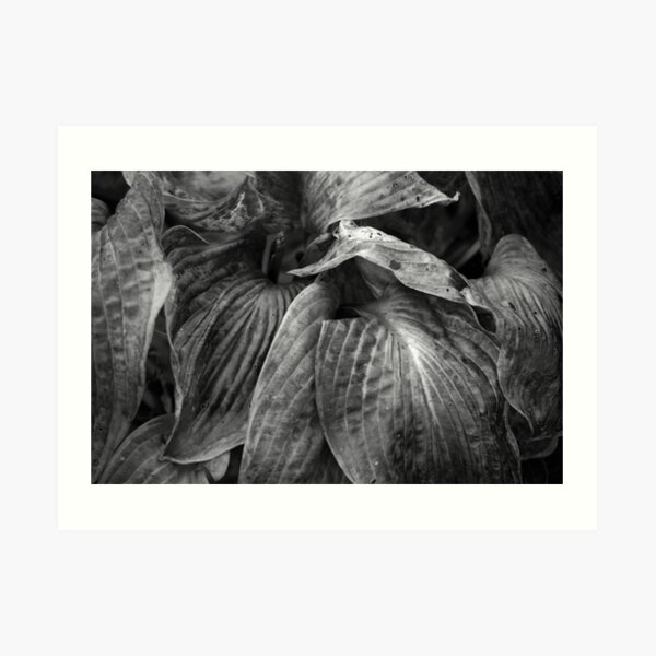 Hosta Fall Foliage Art Print