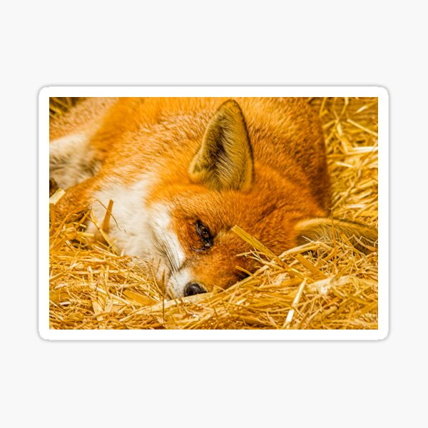 Item preview, Fox in the straw designed and sold by OwlOccasions.