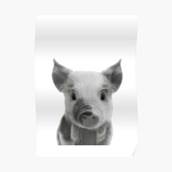 Baby Pig Poster Poster