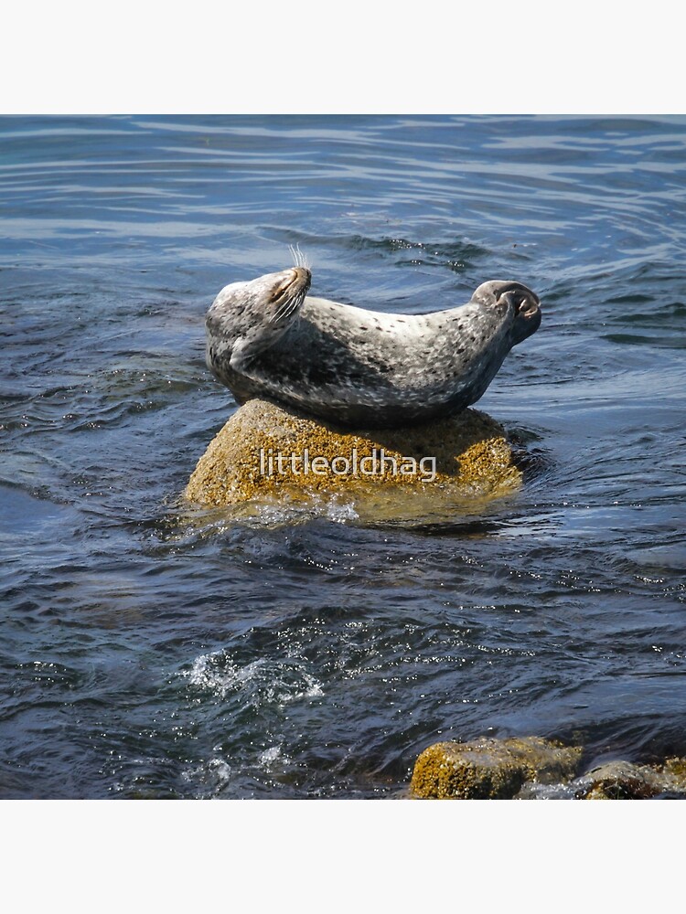 Thumbnail 4 of 4, Pillow, Harbor Seal Yoga designed and sold by littleoldhag.