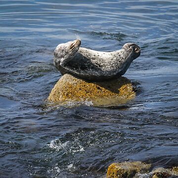 Artwork thumbnail, Harbor Seal Yoga by littleoldhag