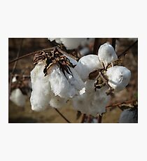 Tennessee Cotton Photographic Print