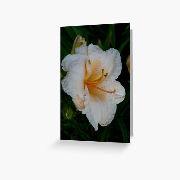 Sagamore Lydia Bryan N Britz - 2000 Greeting Card