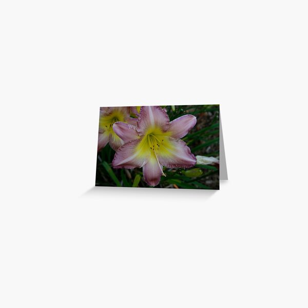 Sagamore Peter Pommersheim N Britz - 1997 Greeting Card