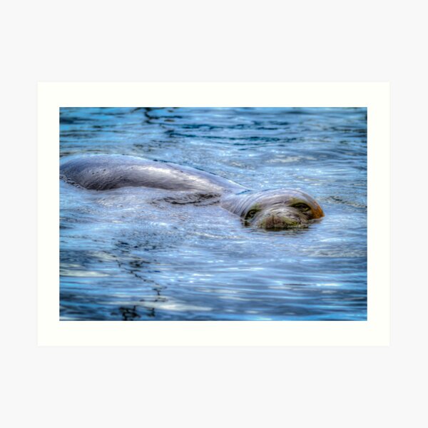 Hawaiian Monk Seal Art Print