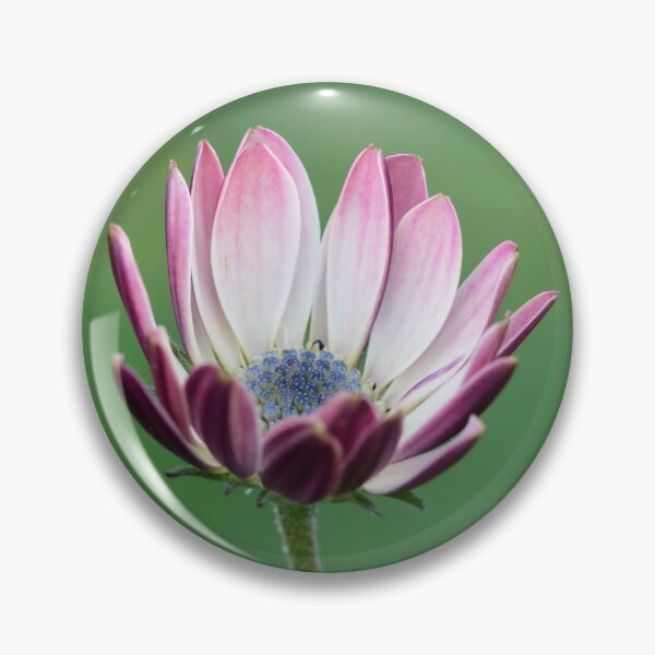 Item preview,  Osteospermum designed and sold by John Ray.