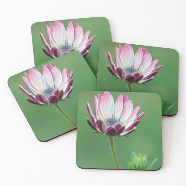 Item preview,  Osteospermum designed and sold by John Ray.