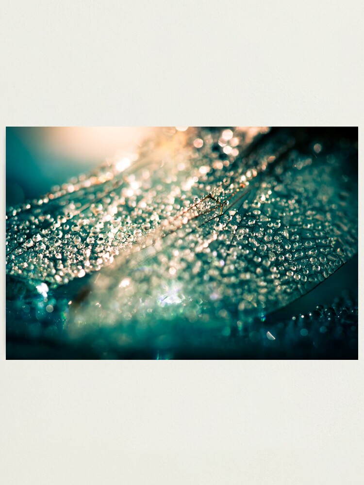 Alternate view of Sun on my Wings Photographic Print