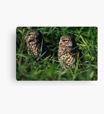 Stand Very, Very Quiet.... Canvas Print