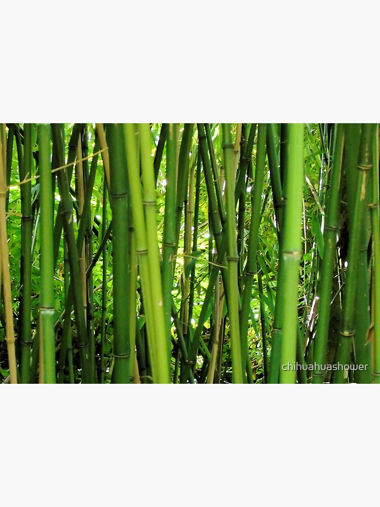 Bamboo by chihuahuashower