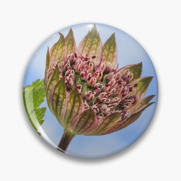 Item preview,  Astrantia designed and sold by John Ray.