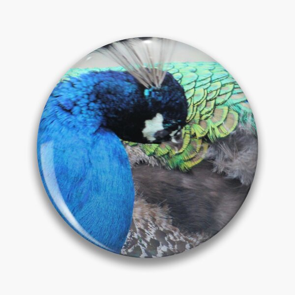 Item preview, Preening Peacock designed and sold by chihuahuashower.