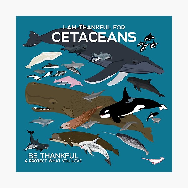 I Am Thankful For Cetaceans Photographic Print