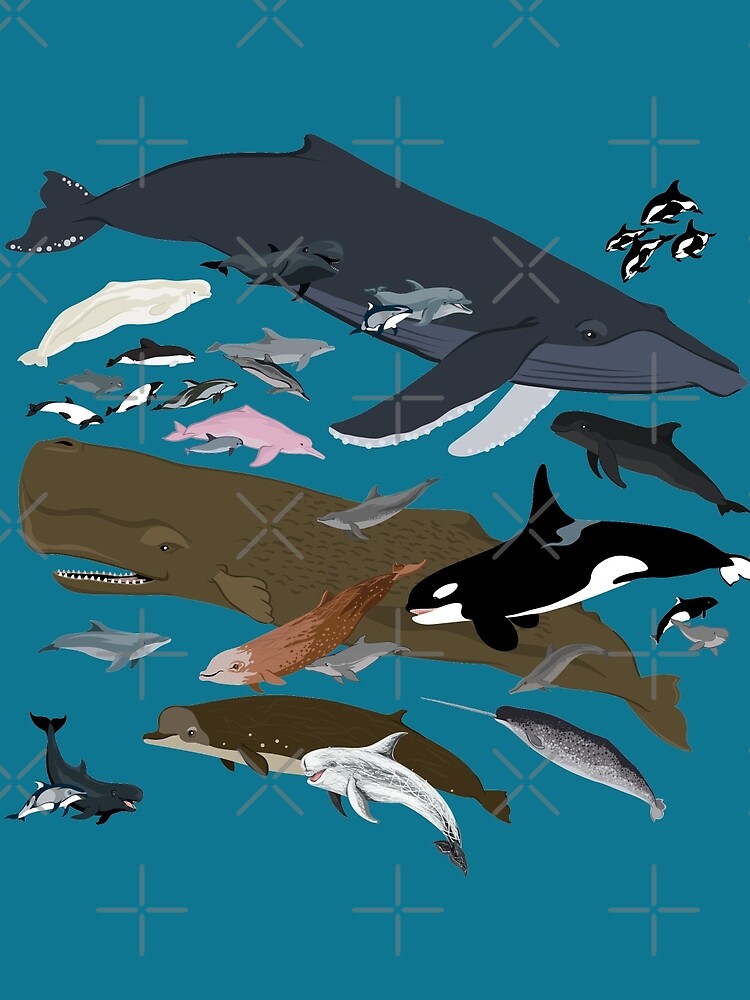 I Am Thankful For Cetaceans by PepomintNarwhal