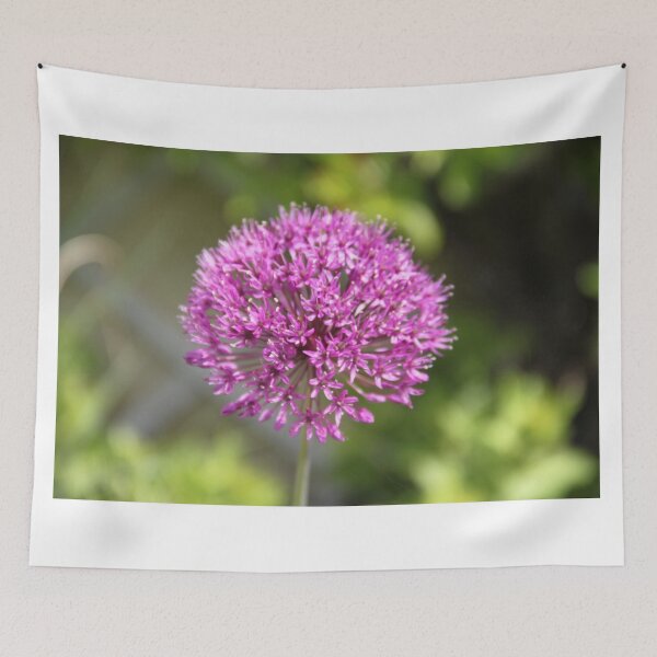 Item preview, Allium pink opening flower head bud	 designed and sold by EstelleRossetti.